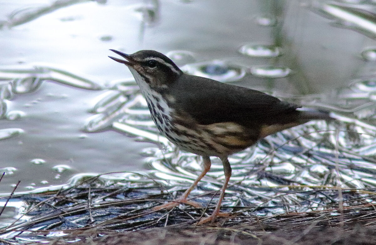 Louisiana waterthrush